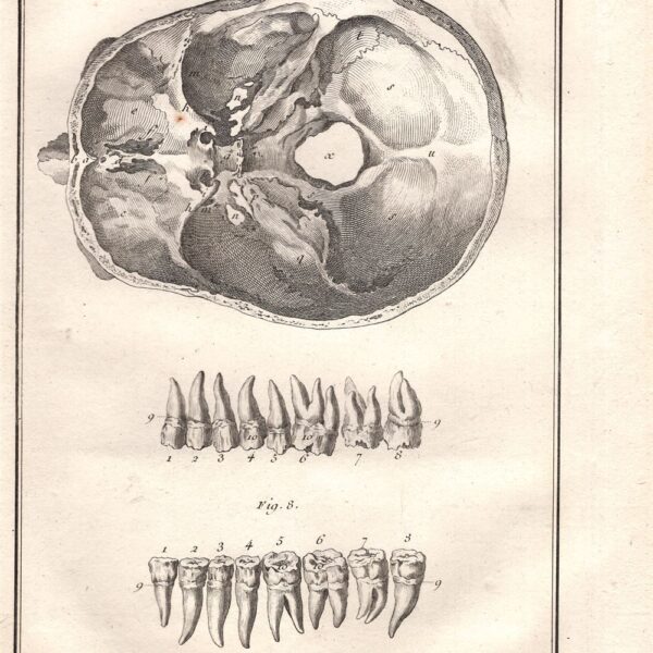 Diderot e D'Alembert,1778, scheletro corpo umano cranio