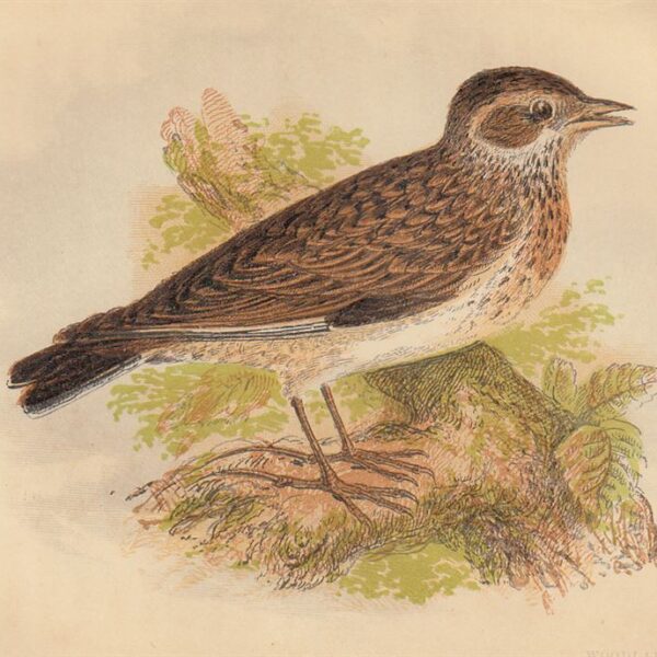 Tottavilla (Woodlark), 1853