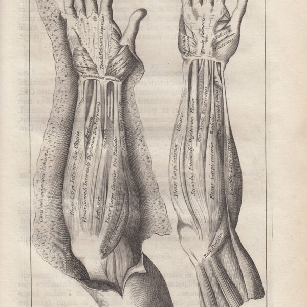 Anatomia umana, Muscoli delle braccia 1684