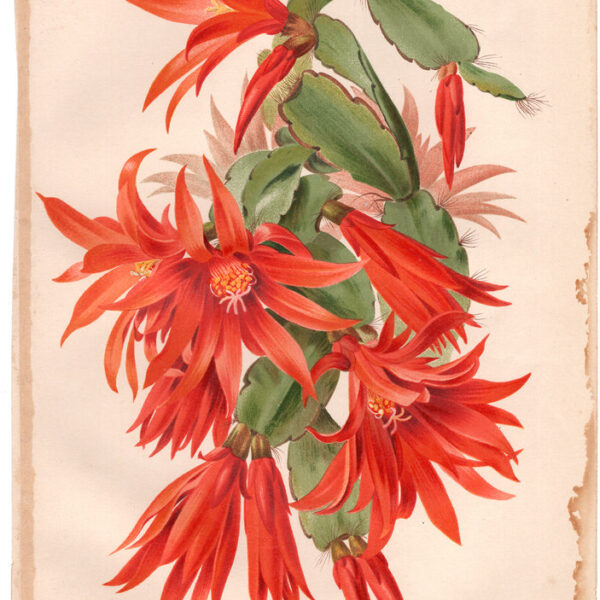 Epiphyllum, Cromolitografia, 1887