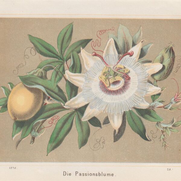 Passiflora, 1870