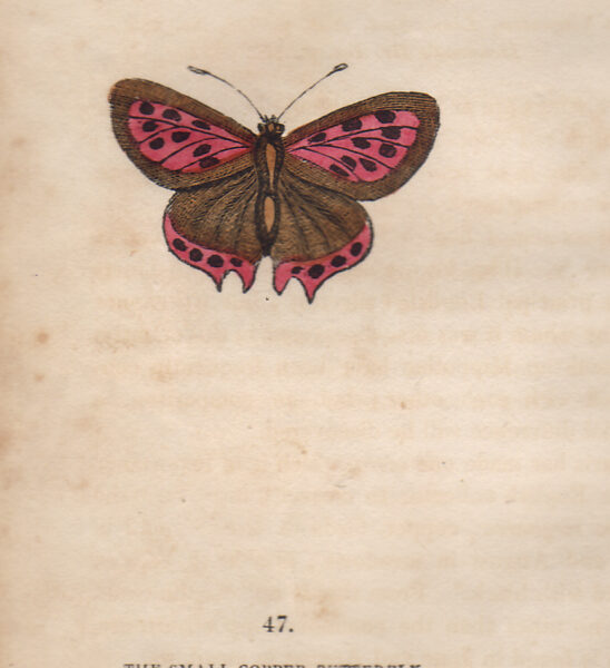 Small Copper, 1832