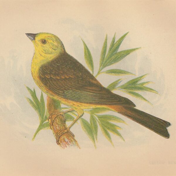 Zigolo giallo (Yellow Bunting), 1853