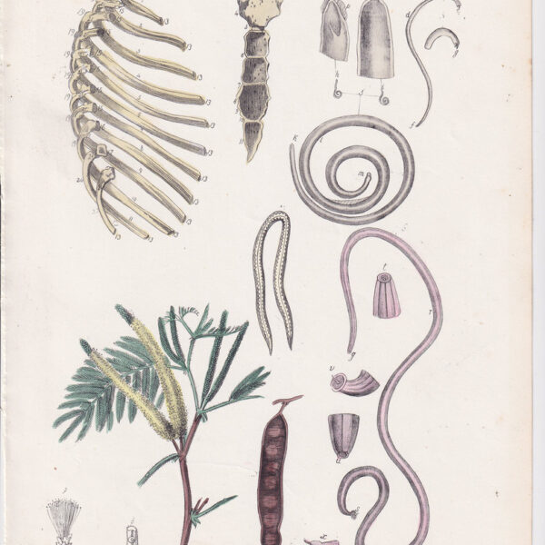 Tavola anatomica, ossa, torace, 1839