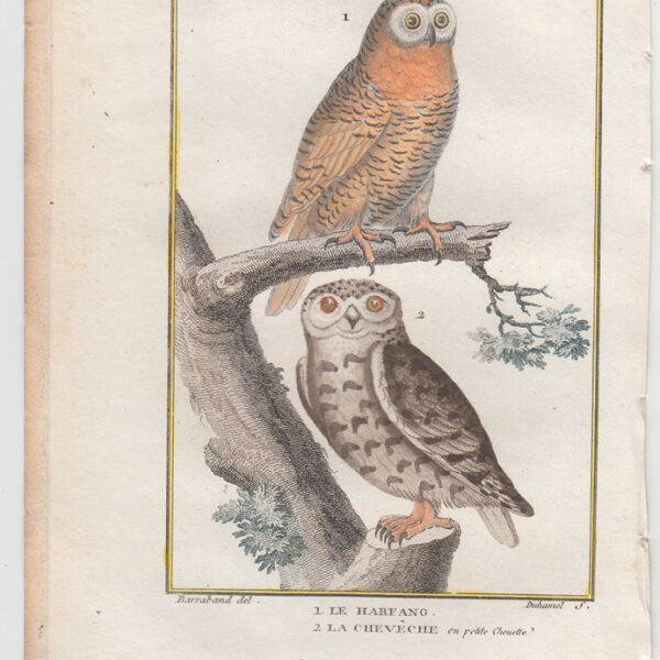 Civette, Leclerc de Buffon, 1770