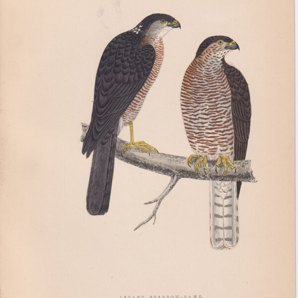 Falco, Levant Sparrow-Hawk, 1875