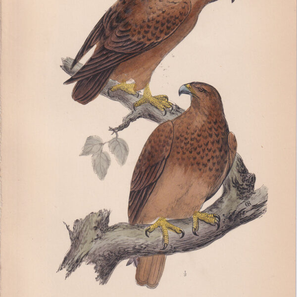 Aquila, Adalbert's Imperial Eagle, 1875