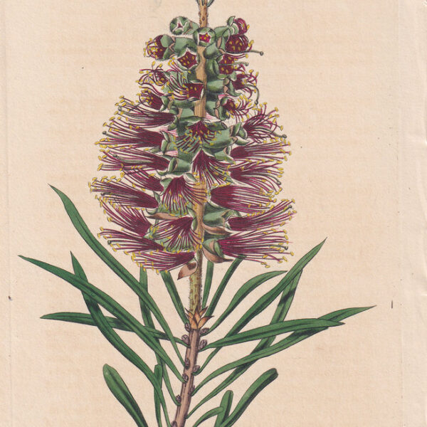 Fiori e piante cm.19x13