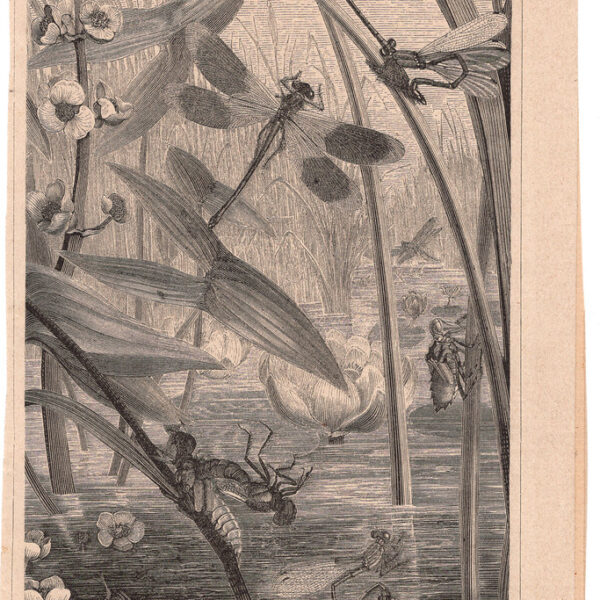 Libellula, Insetti, 1890