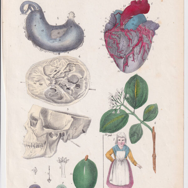 Tavola anatomica, cuore, stomaco 1839