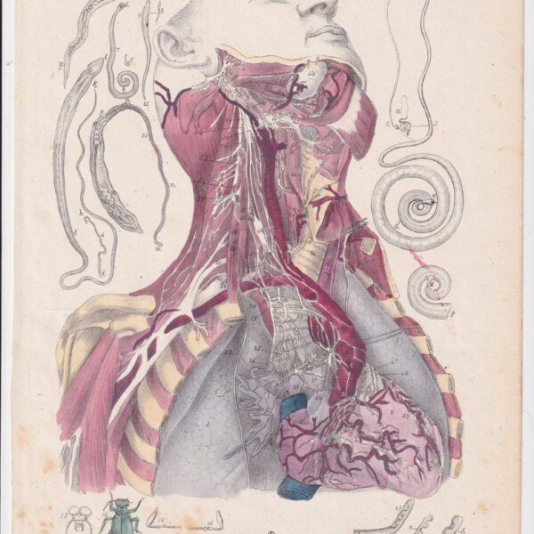 Tavola anatomica, apparato circolatorio, 1839