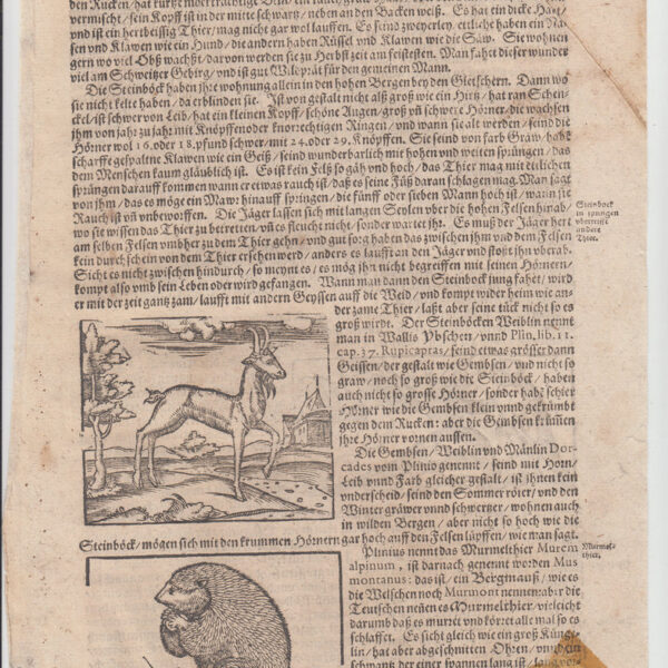 Marmotta, Svizzera, Cosmographia, 1588