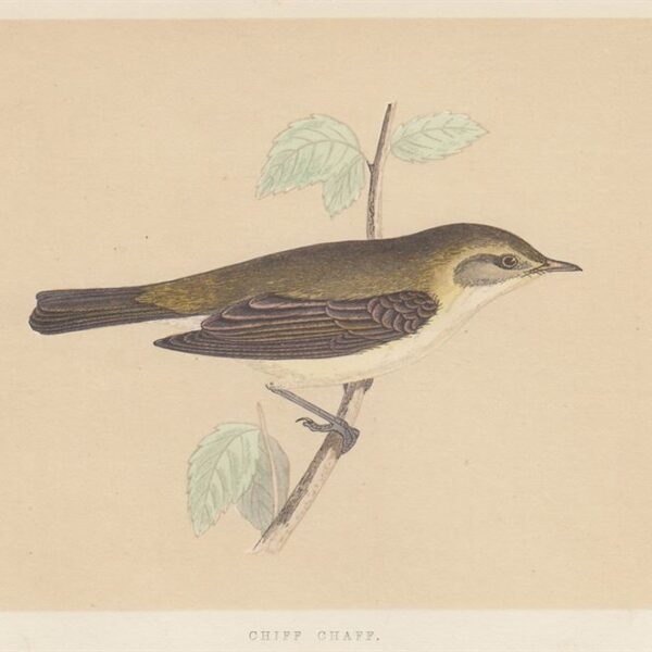 Luì piccolo (chiff chaff), 1853