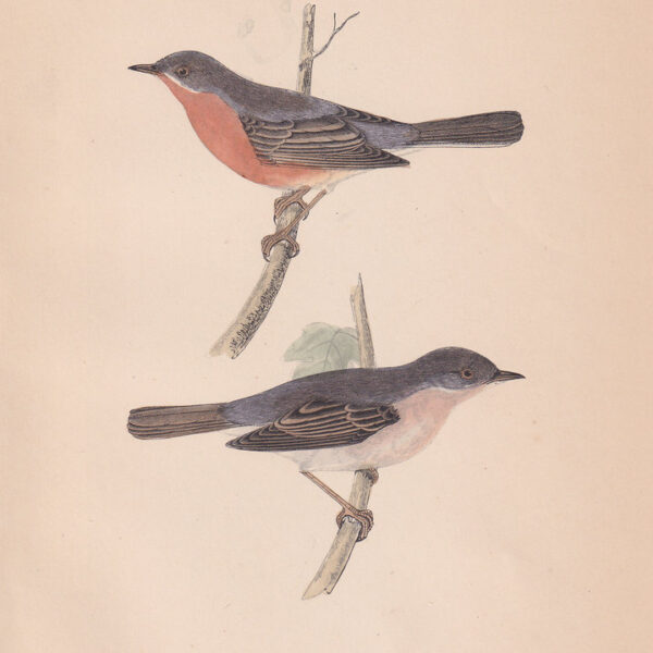 Sterpazzolina,  1875