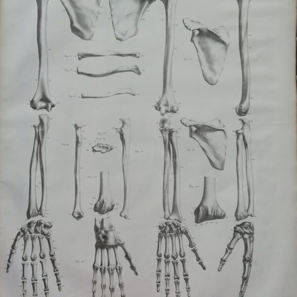 F.Bertinatti, Anatomia, Ossa, scheletro, 1839