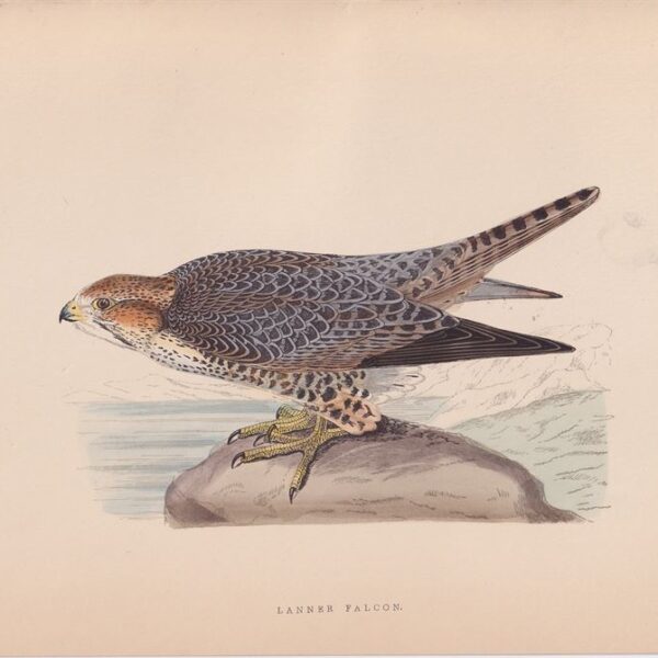 Falcone, Lanner Falcon, 1875