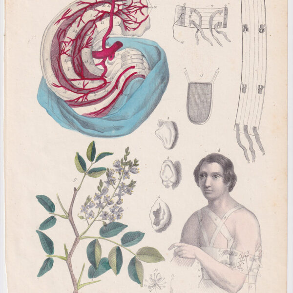 Tavola anatomica, muscoli, apparato circolatorio, 1839