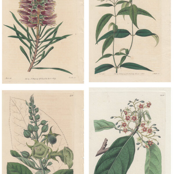 Lotto di 4 stampe di piante, 1830-40