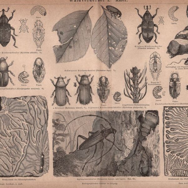 Scarabeo, Coleotteri, 1890