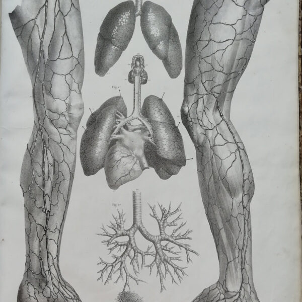 F.Bertinatti, Anatomia, polmoni, muscoli, 1839