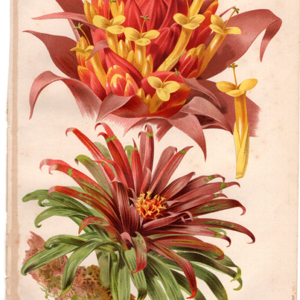 Bromelia, Cromolitografia, 1887