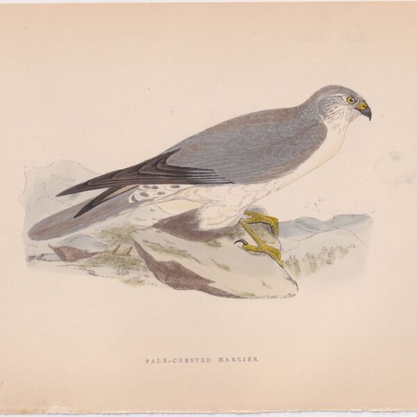 Albanella, Pale-Chested Harrier, 1875