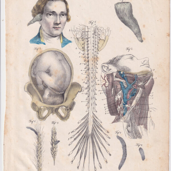 Tavola anatomica, ginecologia, otorino, 1839