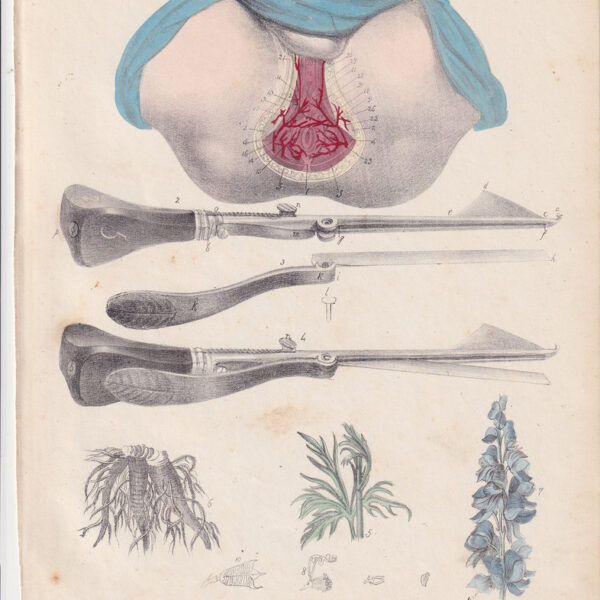 Tavola anatomica, ginecologia, pube, 1839