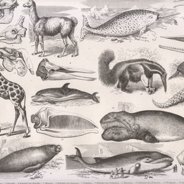 Tavola zoologica, 1850