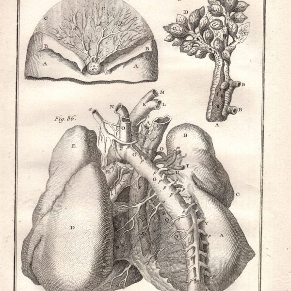 Diderot e D'Alembert,1778, anatomia cardiologia sistema circolatorio cuore