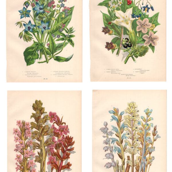 Gruppo di 4 stampe di fiori, 1860