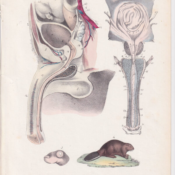 Tavola anatomica, andrologia, pene, 1839