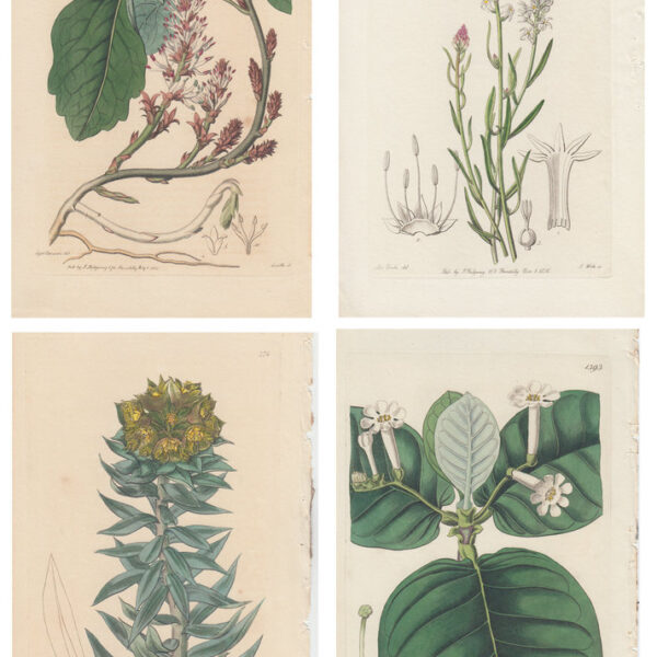 Lotto di 4 stampe di piante, 1810-30
