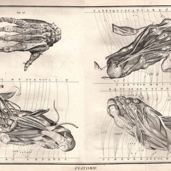 Diderot e D'Alembert,1778, anatomia mano piede ossa muscoli