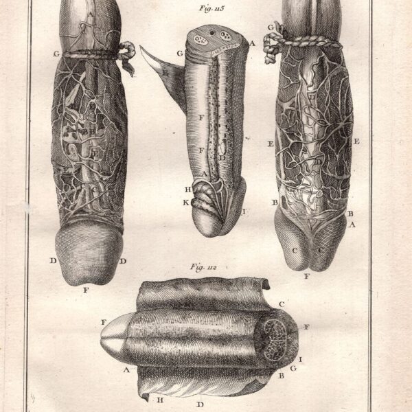 Diderot e D'Alembert, 1778 apparato riproduttore pene