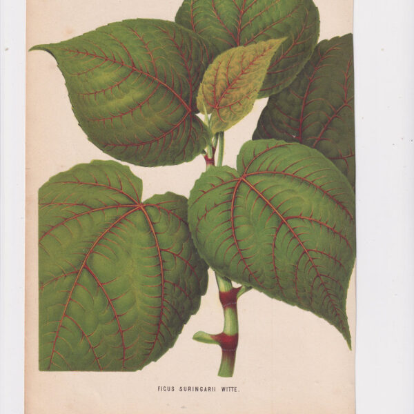 Ficus, Cromolitografia, 1867