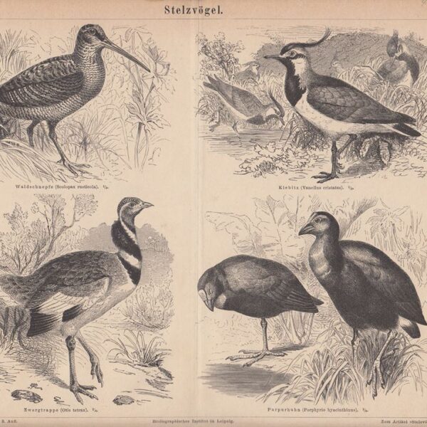 Beccaccia, Vanellus, Otarda, 1890