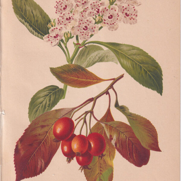 Crataegus Carrierei, Cromolitografia, 1883