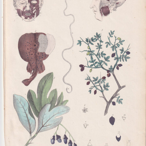 Tavola anatomica, muscoli facciali, 1839