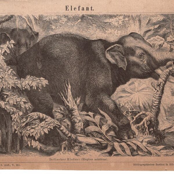 Elefante, 1890