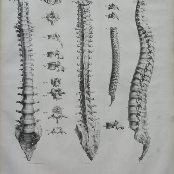 F.Bertinatti, Anatomia, Colonna vertebrale, 1839