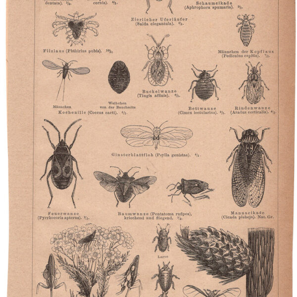 Tavola di Insetti, 1890