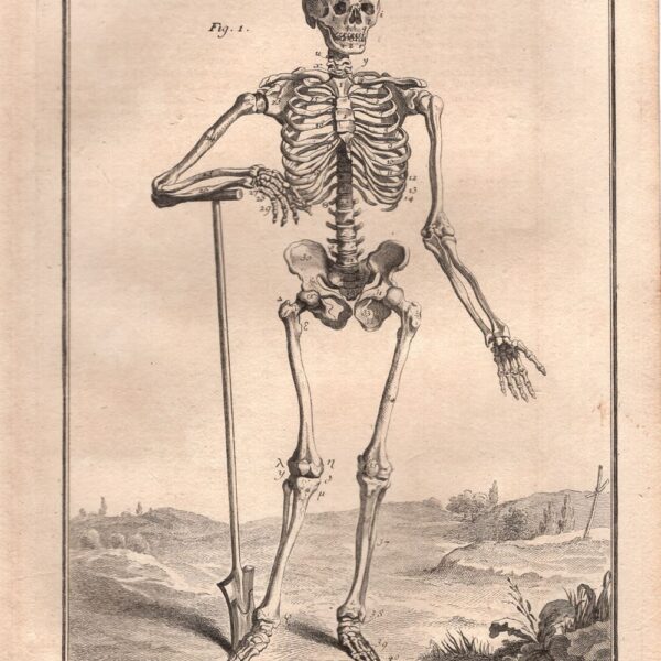 Diderot e D'Alembert,1778, scheletro