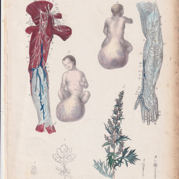 Tavola anatomica, braccia, vene, 1839