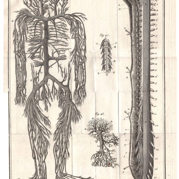 Diderot e D'Alembert,1778, anatomia sistema circolatorio vene  arterie