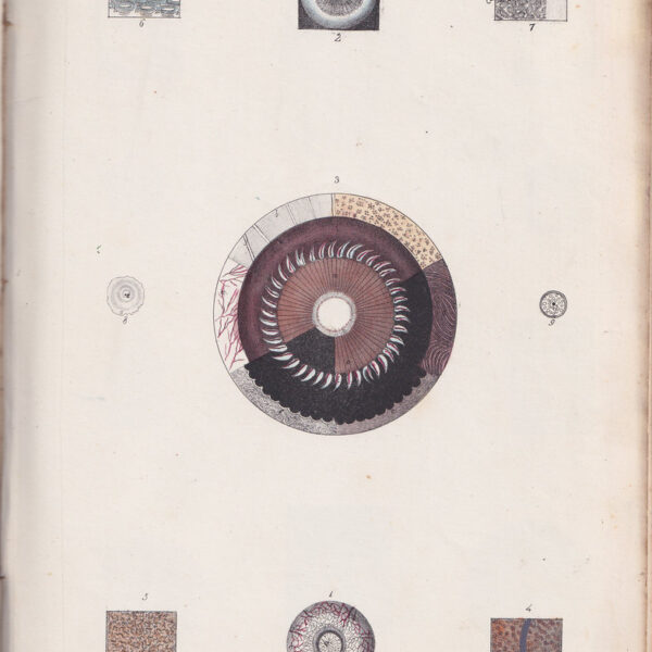 Tavola anatomica, oculistica, 1839