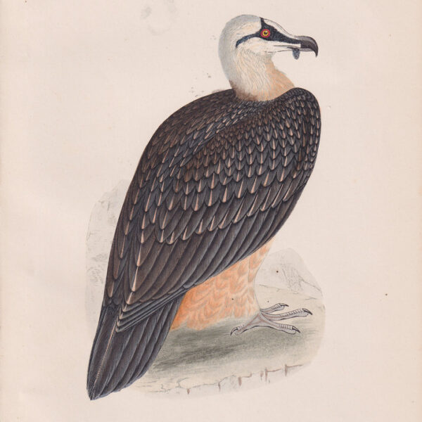 Avvoltoio, Bearded Vulture, 1875