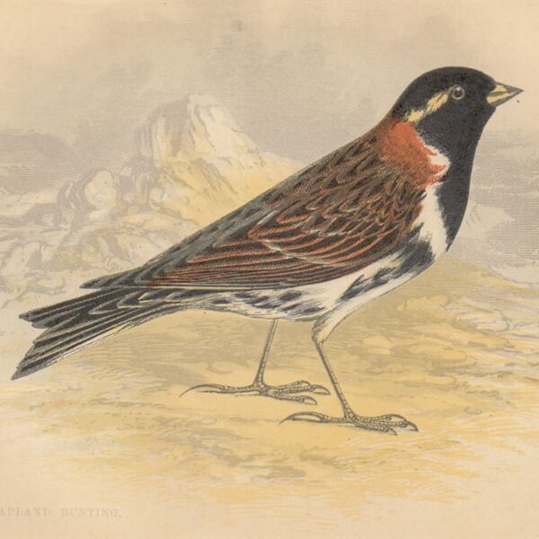 Zigolo di Lapponia (Lapland Bunting), 1853