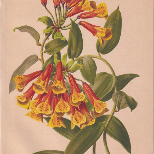 Bomarea, Cromolitografia, 1883