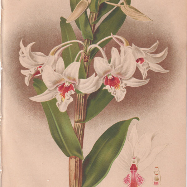 Dendrobium, Cromolitografia, 1883